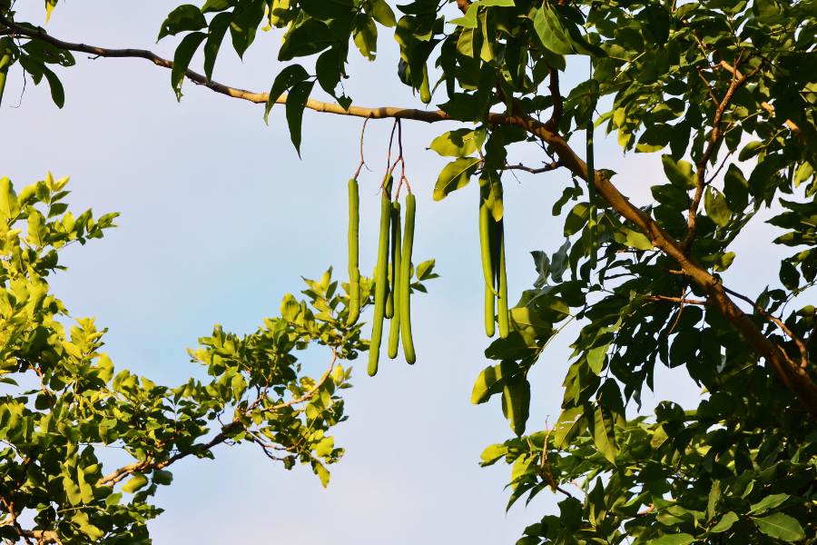 Golden Shower Tree Seed Pods