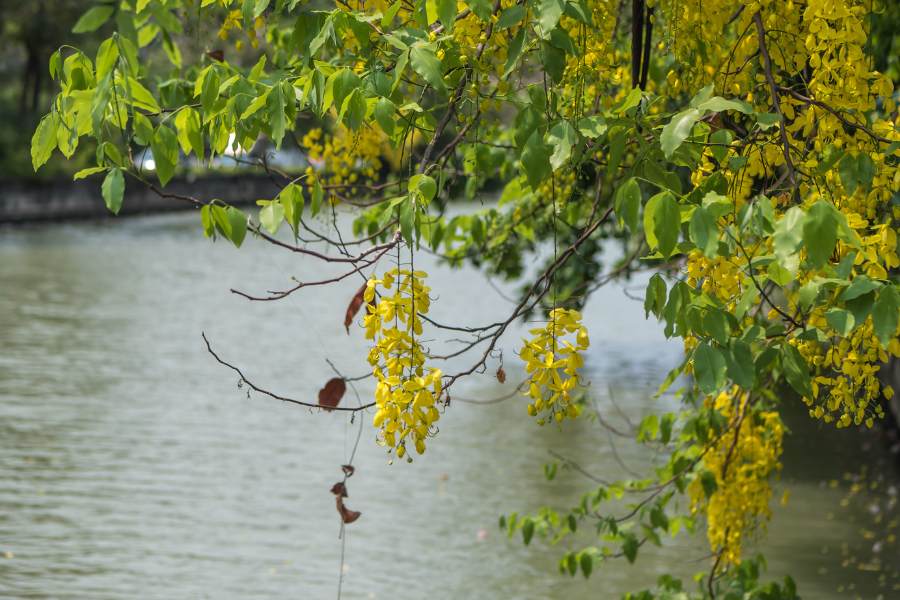 National Flower Thailand By River