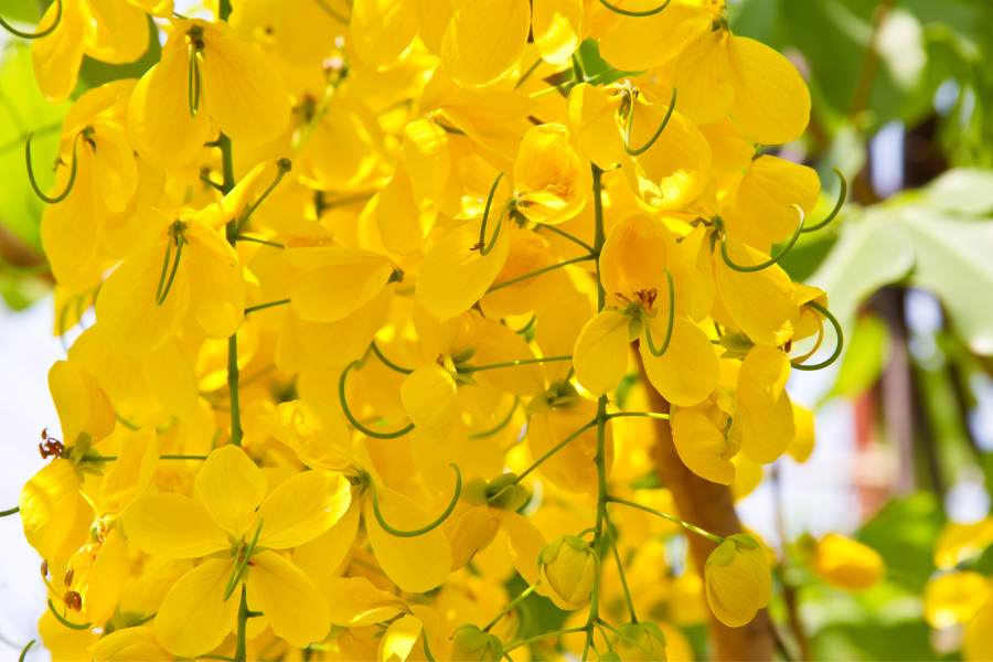 Discover The National Flower of Thailand: The Golden Shower Tree ...