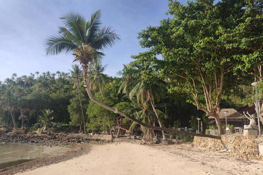 90 degree palm tree haad salad beach