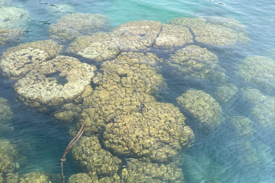 coral in koh tao