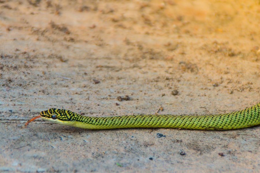 Golden Tree Snake 