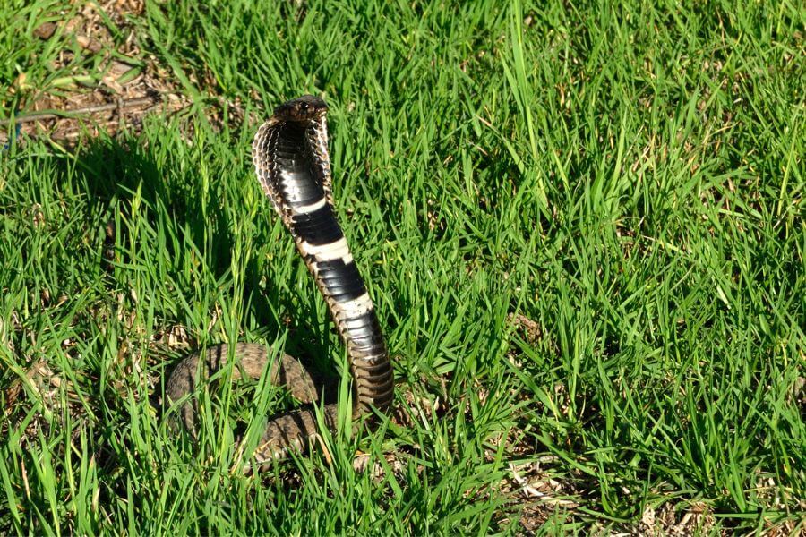 indo chinese spitting cobra