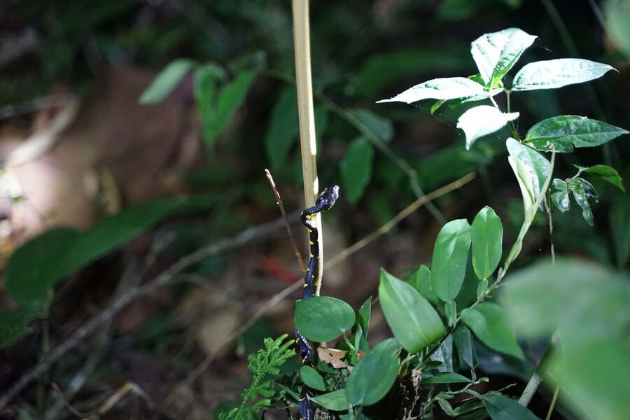 Laotian Wolf Snake