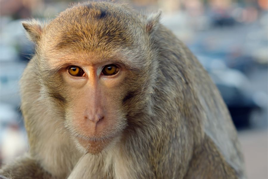 macaque