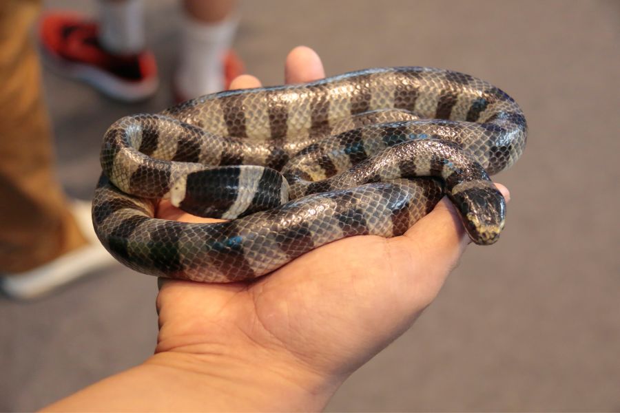 malayan krait nake