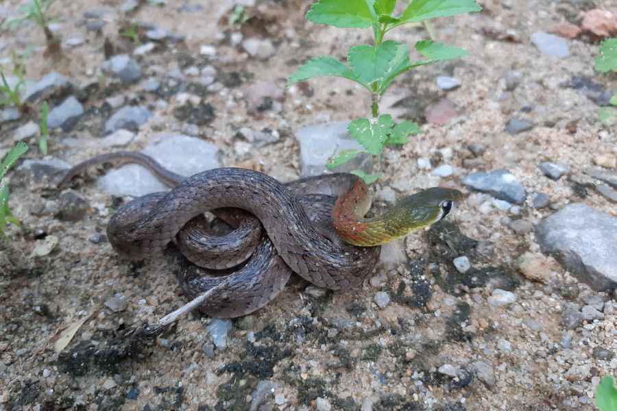 Red-Necked Keelback