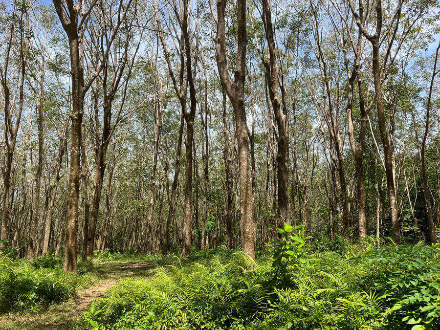 Rubber Forest Koh Jum