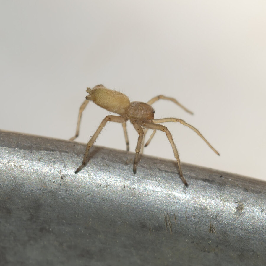 yellow sac spider