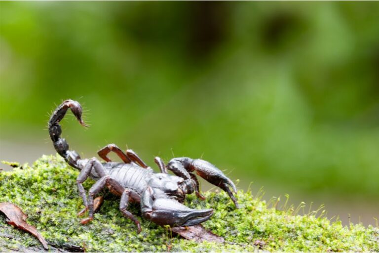 17 Most Dangerous Animals In Thailand You'll Want To Avoid! - Treasures ...