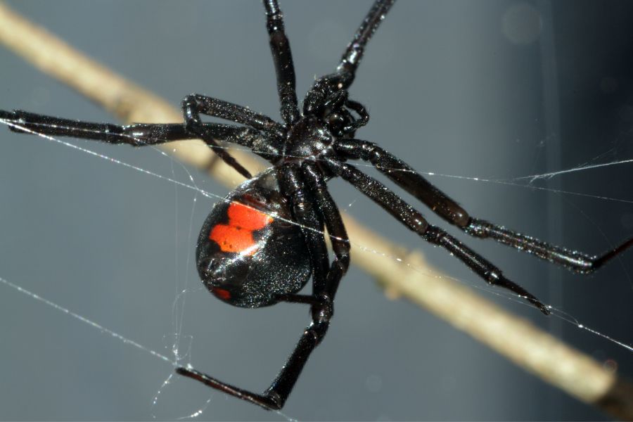 black widow spider