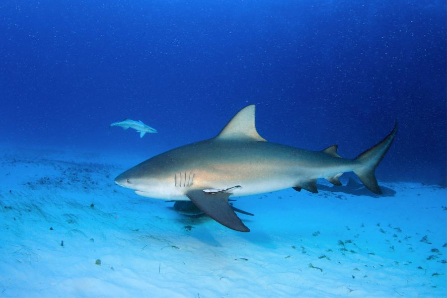 bull shark