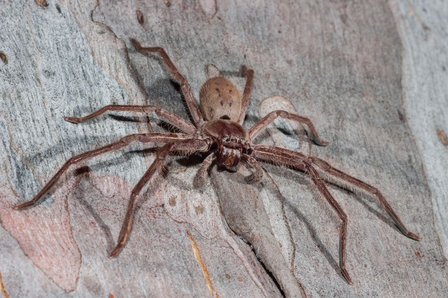 huntsman spider