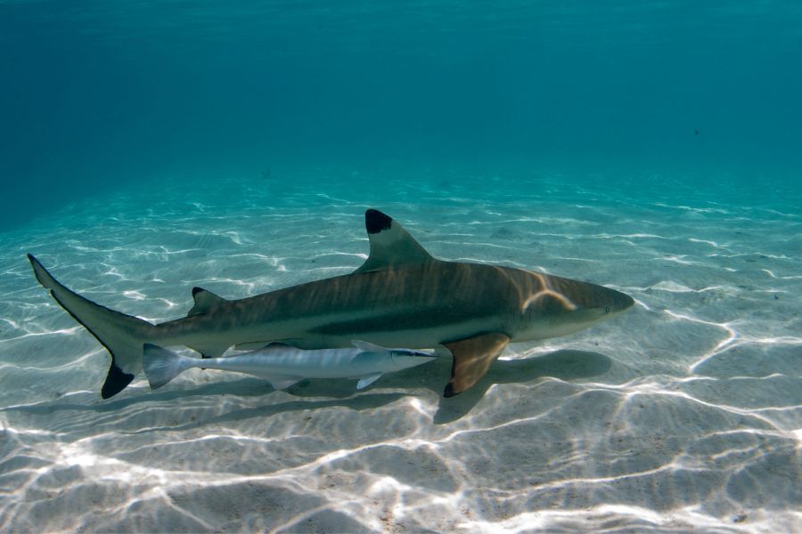 Black Tip Reef Shark