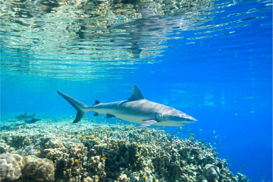 Grey Reef Shark