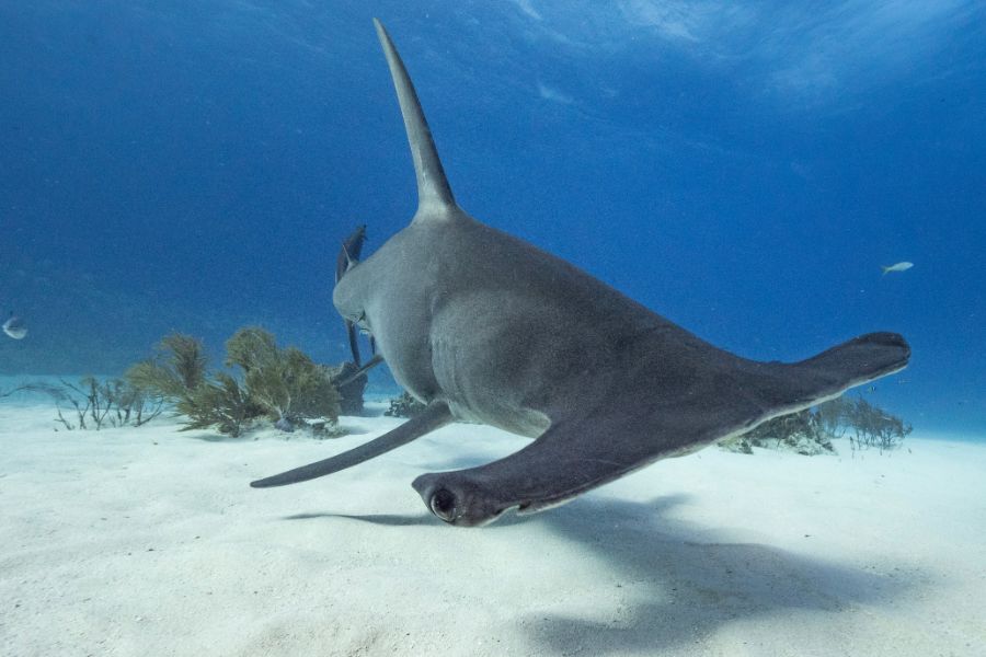 Hammerhead Shark