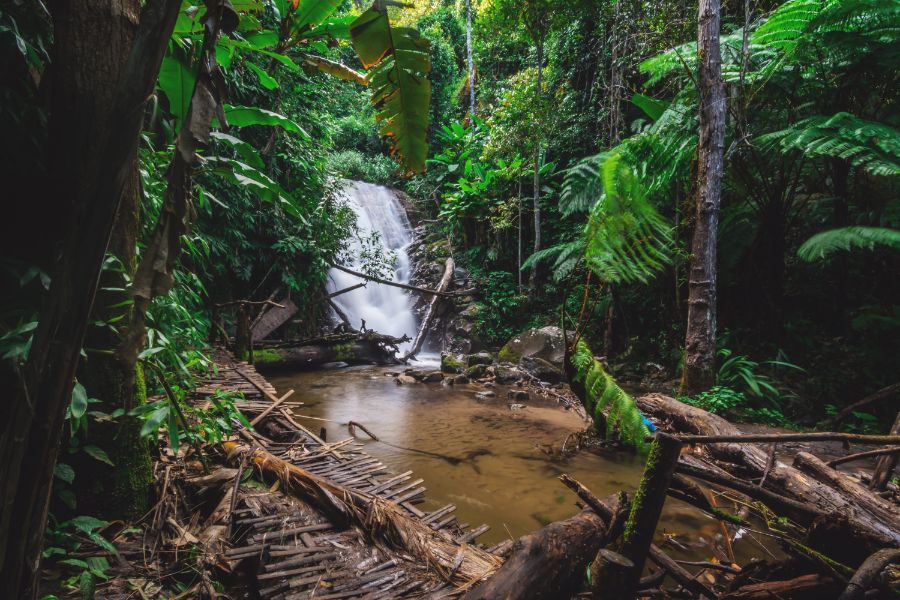 Jungle in Chiang Mai