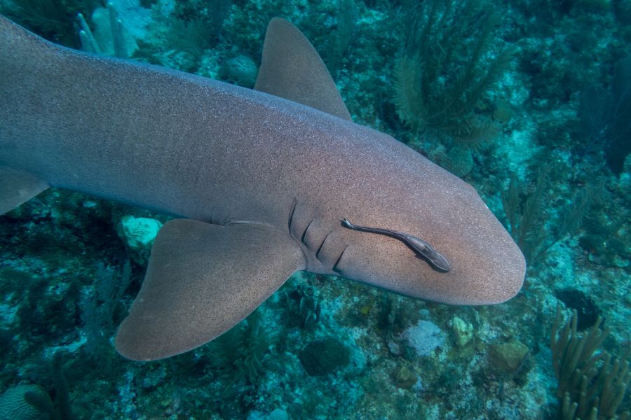 Nurse Shark