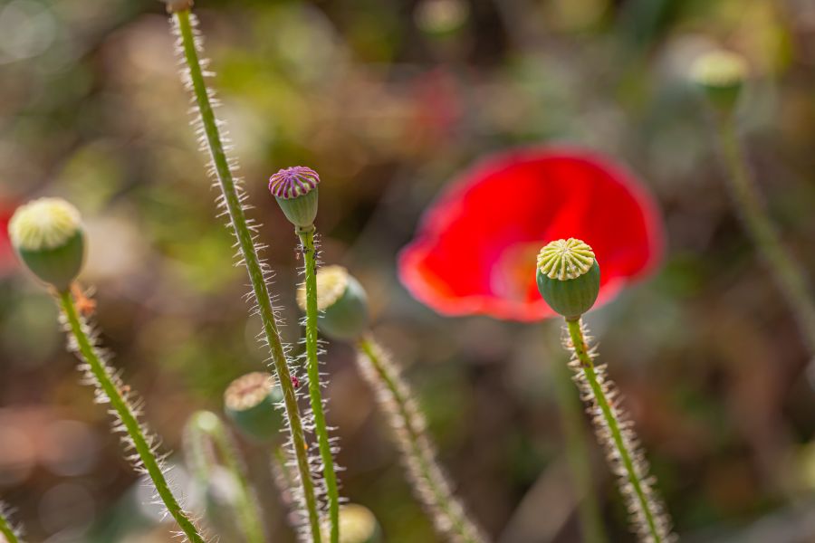 Opium flower in Chiang Mai