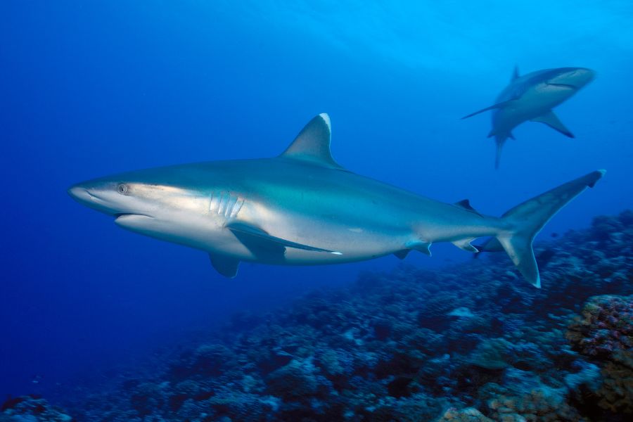 Silvertip Shark