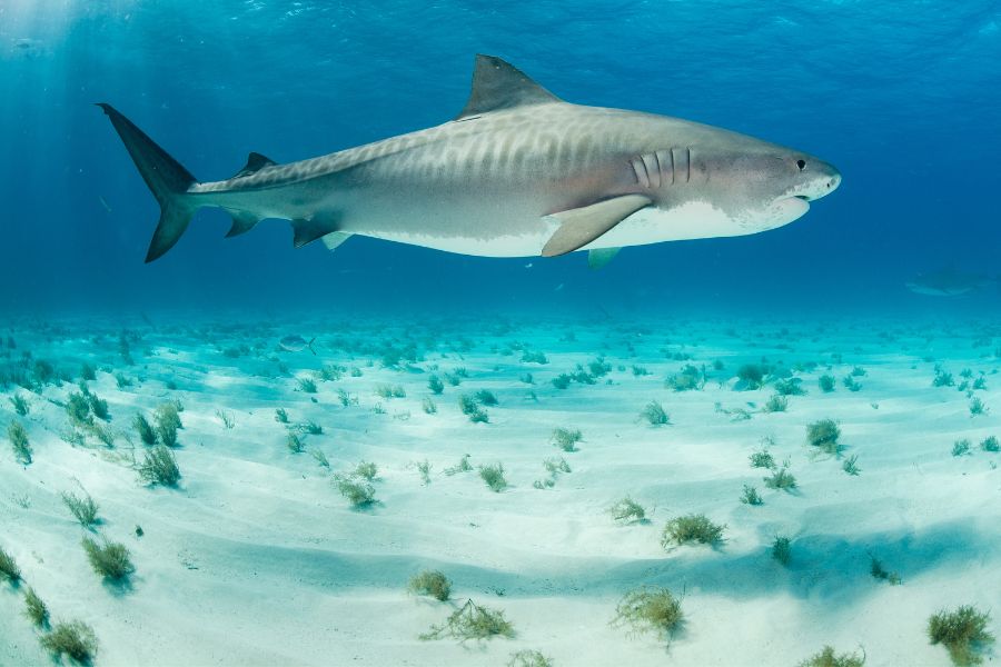 Tiger Shark