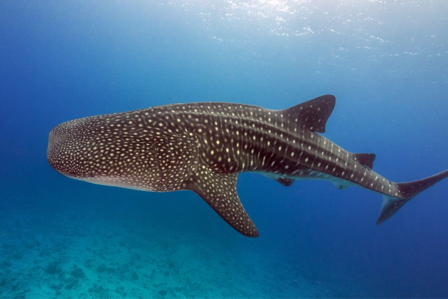 Whale Shark