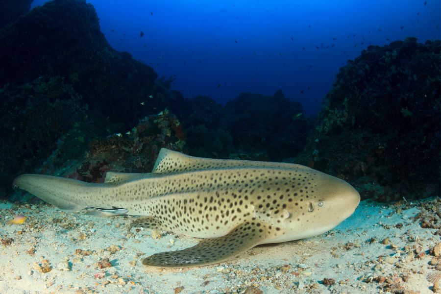 Zebra Shark