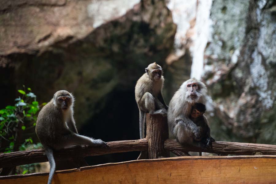 Monkey-Cave-Temple-Near-Phuket