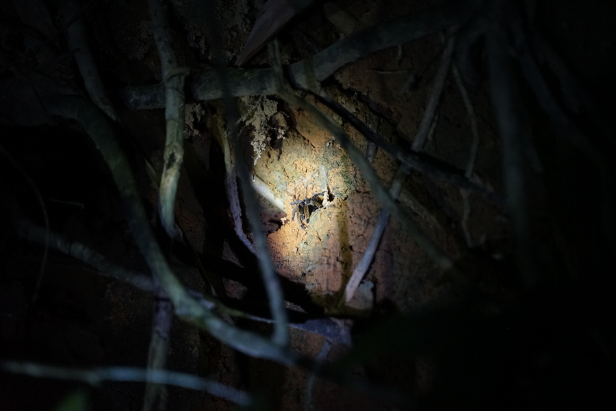 Black Tarantula in Thailand