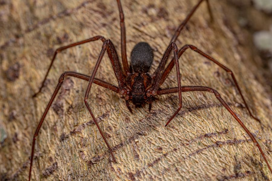 Brown Recluse Spider