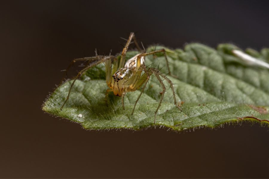 Burmese Lynx Spider