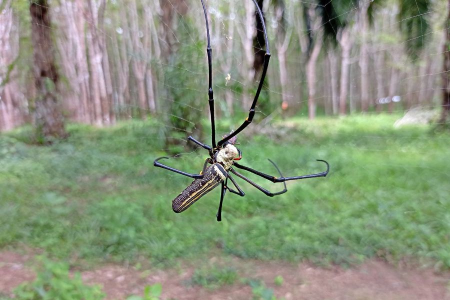 Giant Golden Orbweaver