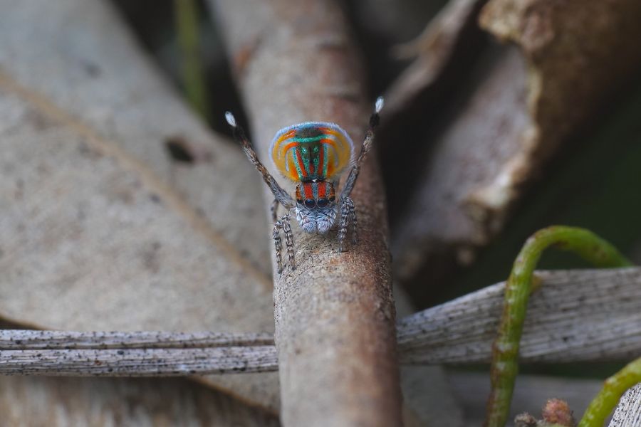 Jade Jumping Spider