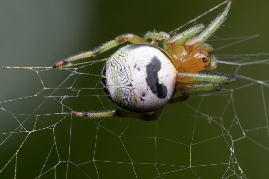 Kidney Garden Spider