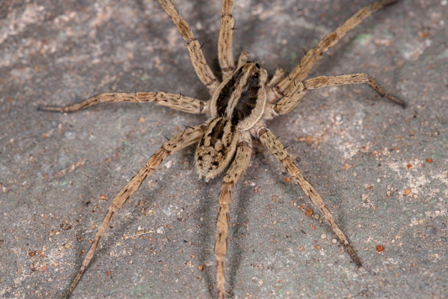 Lawn Wolf Spider