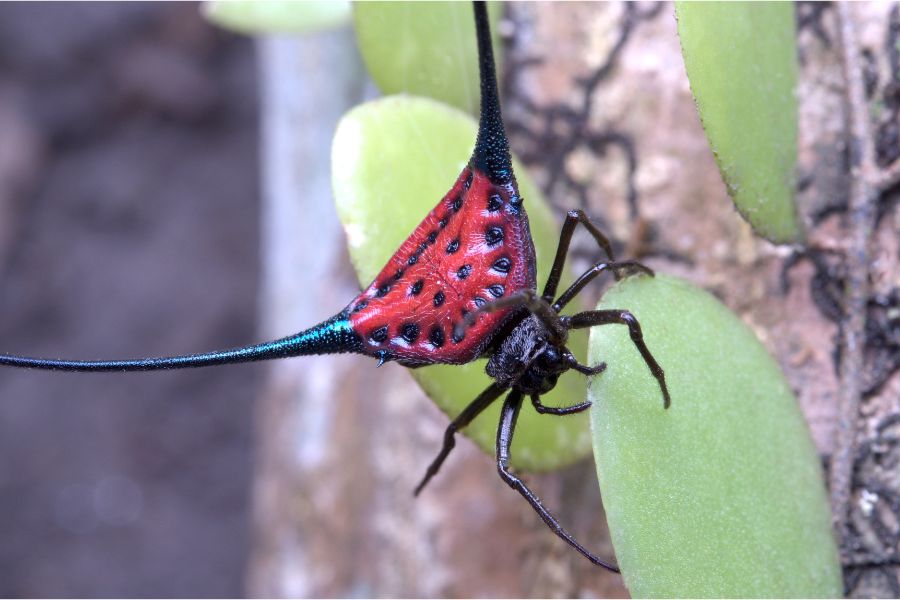 Macracantha