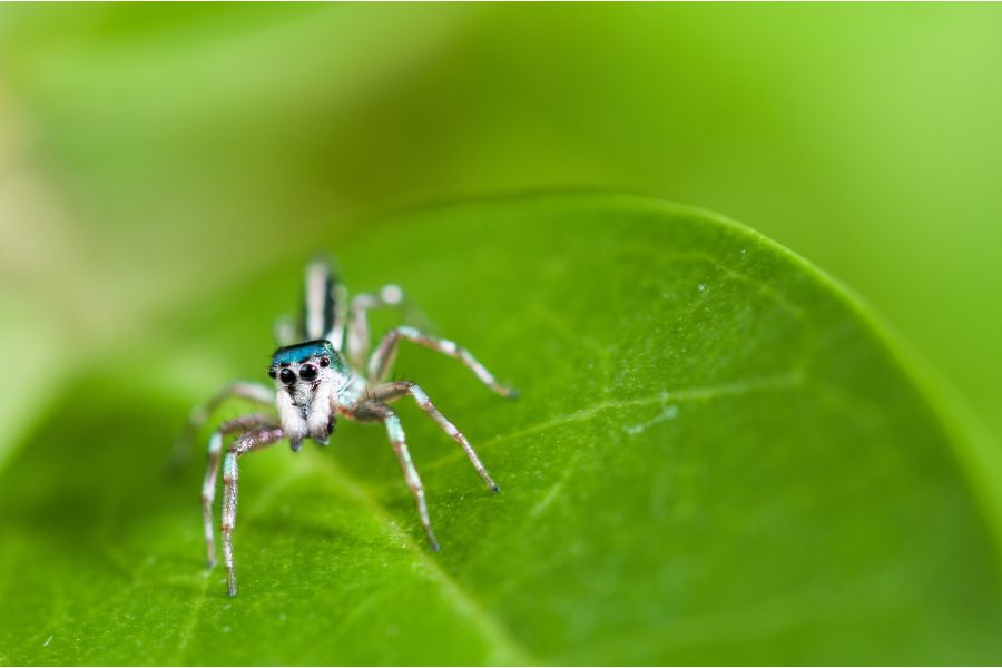 Metallic Blue Jumping Spider