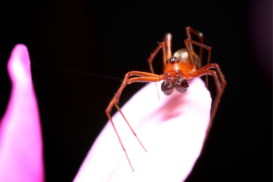 Sheet Weaver Spider in Thailand