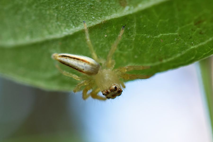 Two-Striped Telamonia